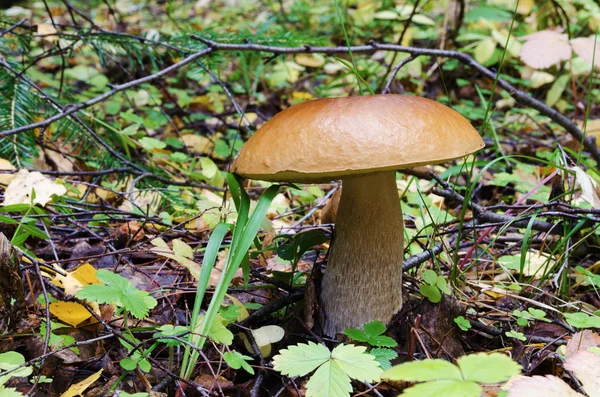 Boletus edulis — Foto de Stock