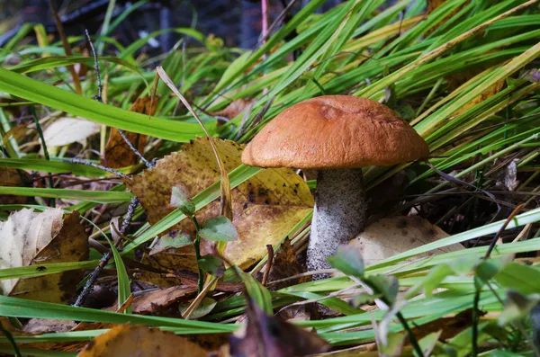 Aspen mushroom in wood — Stock Photo, Image