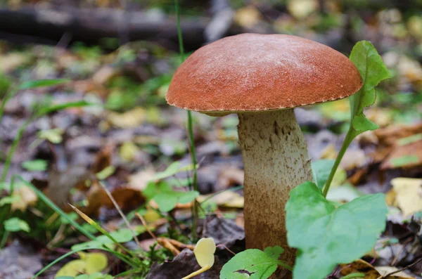 Aspen mushroom in wood — Stock Photo, Image