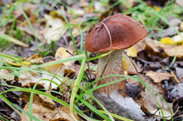 Aspen mushroom in wood — Stock Photo, Image