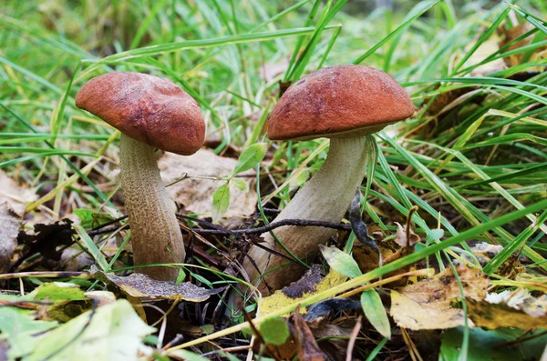 Two Aspen mushroom — Stock Photo, Image