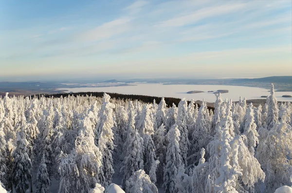 雪に覆われた木々の美しい風景 — ストック写真