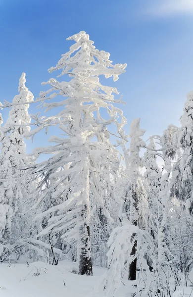 Pokryte śniegiem drzewa — Zdjęcie stockowe