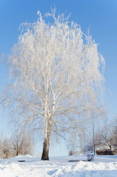 Prachtige besneeuwde berk in winterdag — Stockfoto