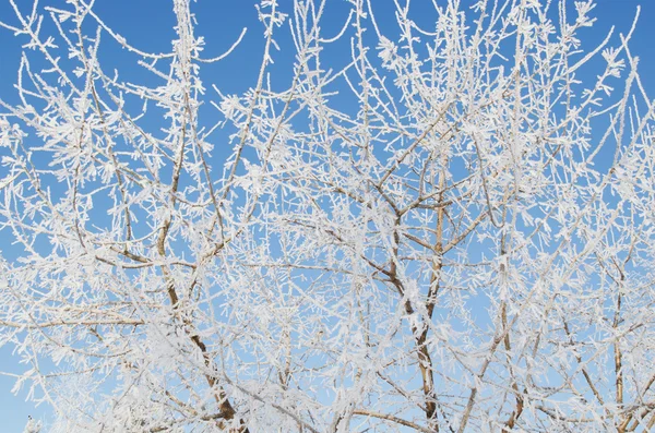 Ramos cobertos de neve — Fotografia de Stock