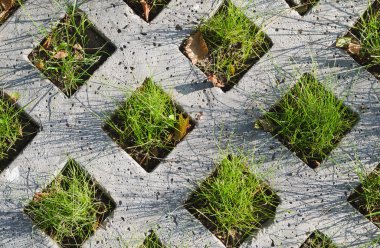 Beton kafes ile büyüyen çimen