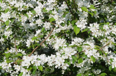 çiçek açması elma ağacı