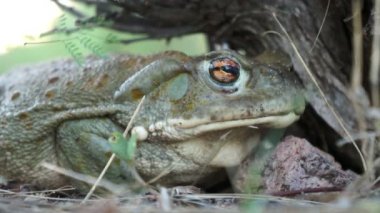 Colorado Nehri kara kurbağası