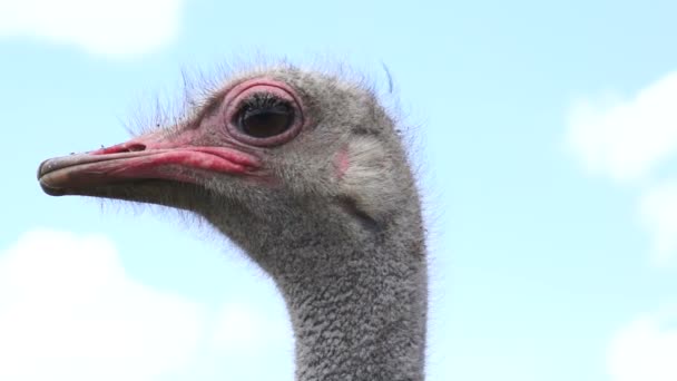 Close Up Ostrich Head Shot — Stok Video