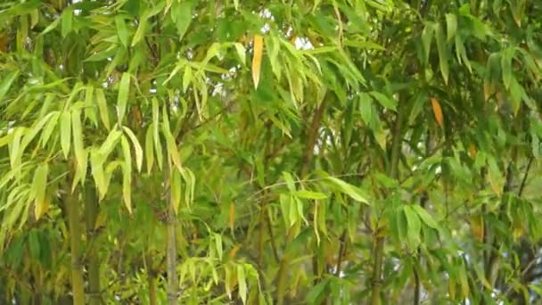 Bamboo Background Blowing in the Breeze — Stock Video