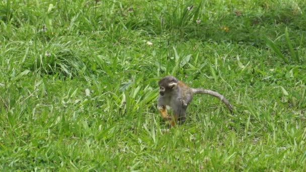 Cute Squirrel Monkey Walking Through the Grass — Stock Video