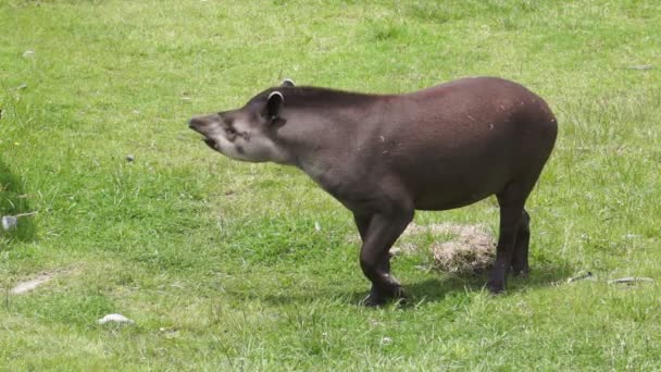 Tapir hojeando mamífero similar al cerdo — Vídeos de Stock