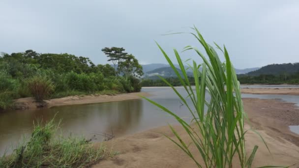 Ισημερινός ποταμού χόρτο φυσά ο άνεμος σε μια βροχερή μέρα — Αρχείο Βίντεο