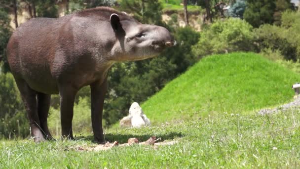 Tapir hojeando mamífero similar al cerdo — Vídeos de Stock