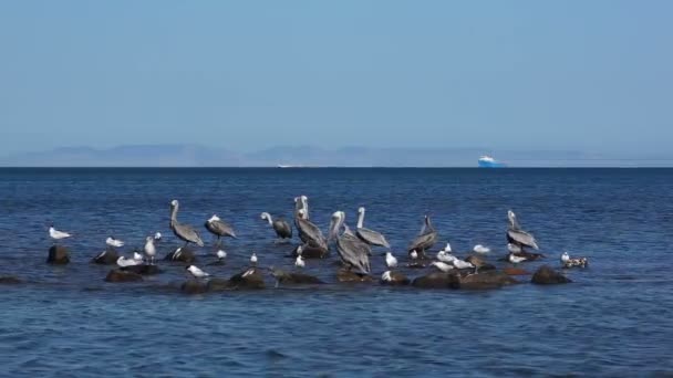 Pelicanos e gaivotas compartilhando um afloramento rochoso no oceano — Vídeo de Stock