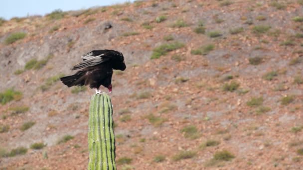 Buitre de pavo sentado en un cactus estiramiento — Vídeo de stock