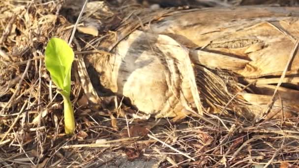 Plátano árbol ambiental Dolly — Vídeos de Stock