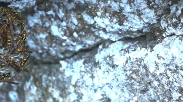 Долли гнездо шершней опасных — стоковое видео