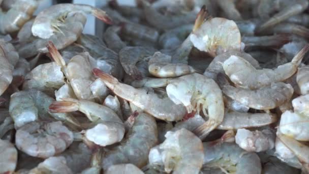 Gamberetti freschi frutti di mare Dolly — Video Stock