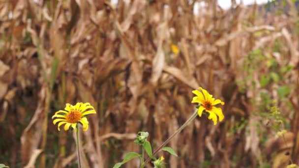 黄色の花ドリーと乾燥したトウモロコシ — ストック動画