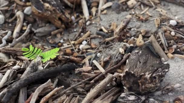 Πράσινο φυτό μεταξύ νεκρό ξύλο κουκλίτσα — Αρχείο Βίντεο