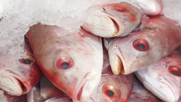 Fischmarkt rote Fischköpfe Dolly — Stockvideo