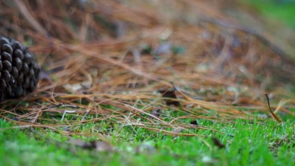 草ドリーの円錐形の松 — ストック動画