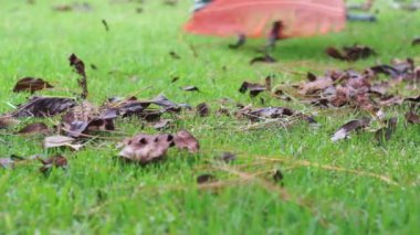 yan yatan çim closeup dolly