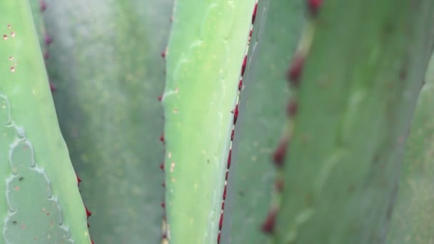 Agave närbild dolly — Stockvideo