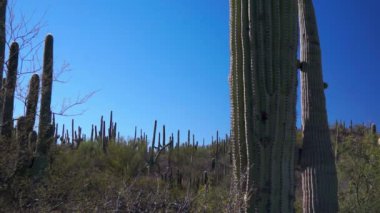 saguaro kaktüsü orman dolly