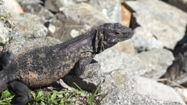 iguana yakın çekim