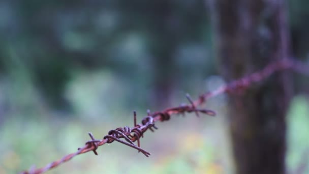 Poupée de noeud de fil barbelé rouillée 