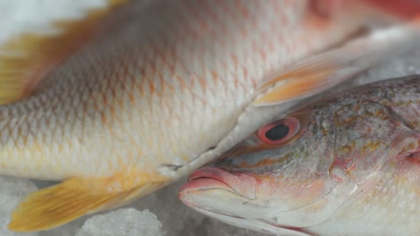 Fisk på marknaden tre röda fisk dolly — Stockvideo