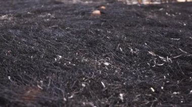 çevre çimen dolly yandı