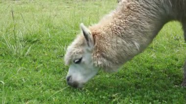 Yeşil Çim Yiyen Lama