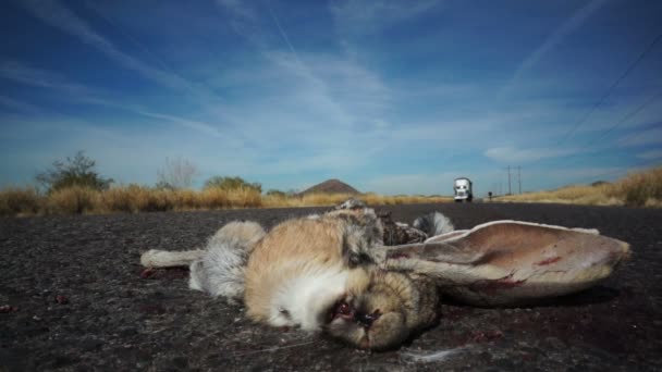 Roadkill Rabbit Truck Pasando — Vídeos de Stock