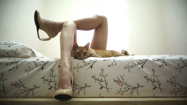 Pernas femininas na cama com um gato — Vídeo de Stock