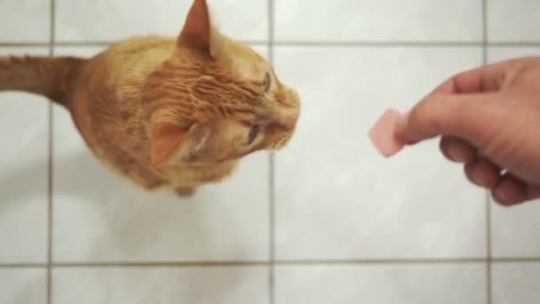Funktionshindrade tre legged katt tar en behandling — Stockvideo
