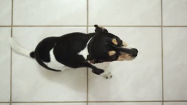 köpek atılan alıcı tedavi