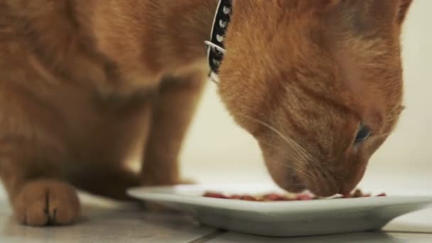 Gehandicapte kat eten close-up — Stockvideo