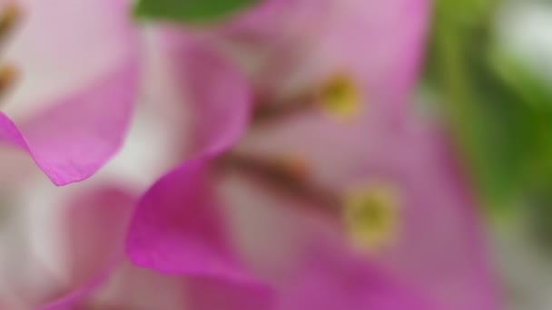 Flower Bougainvillea Macro Dolly — Stok video