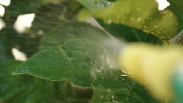 Pulverización de insecticida POV — Vídeo de stock