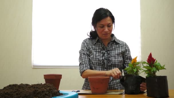 Jardinero femenino Plantación — Vídeos de Stock