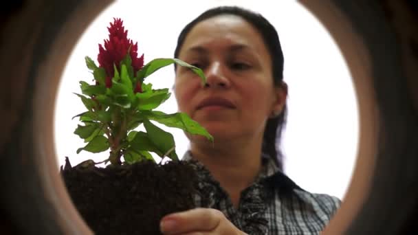 Jardinero femenino dentro de la maceta de arcilla plantación — Vídeo de stock