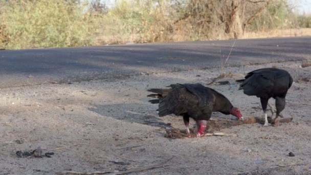 Akbaba roadkill karkas top çalma. — Stok video