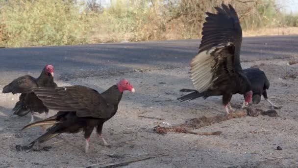 Vultures Fighting over Road Kill — Stock Video