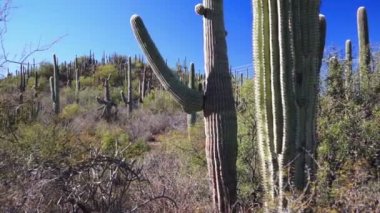 saguaro kaktüsü orman mavi gökyüzü