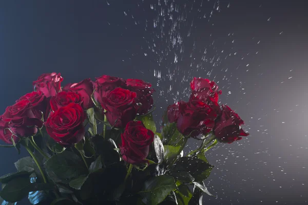 Red roses with water splashes are on colored background — Stock Photo, Image