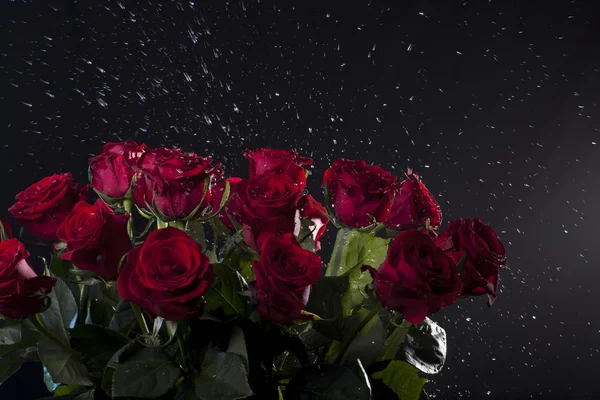 暗い背景に赤いバラ水ではね — ストック写真