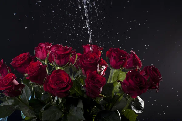 Red roses with water splashes on dark background — Stock Photo, Image